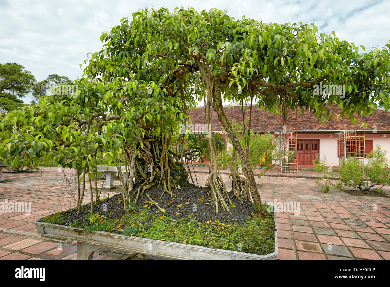 Bonsai garden hires stock photography and images Alamy