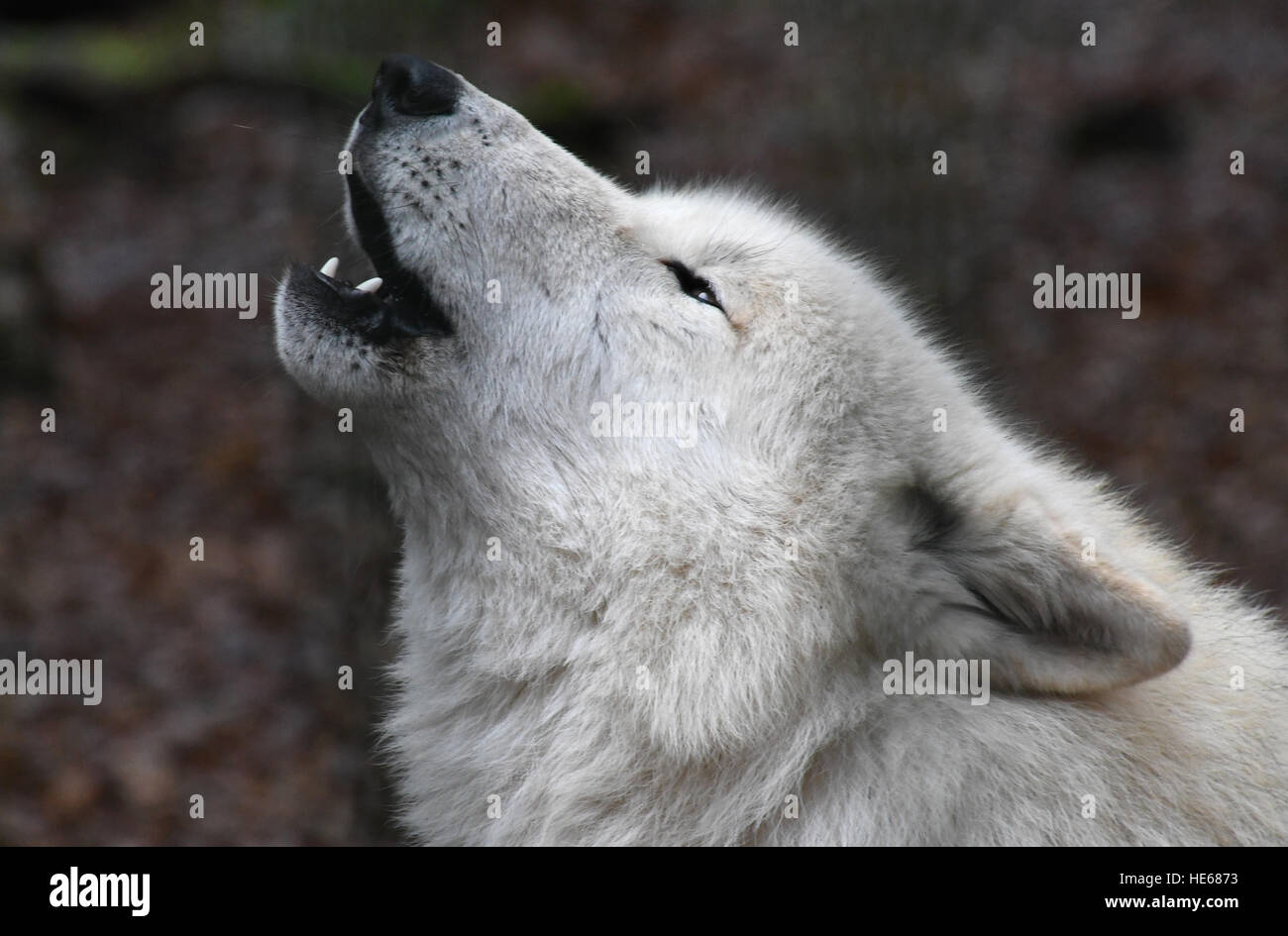 Injured wolf hi-res stock photography and images - Alamy