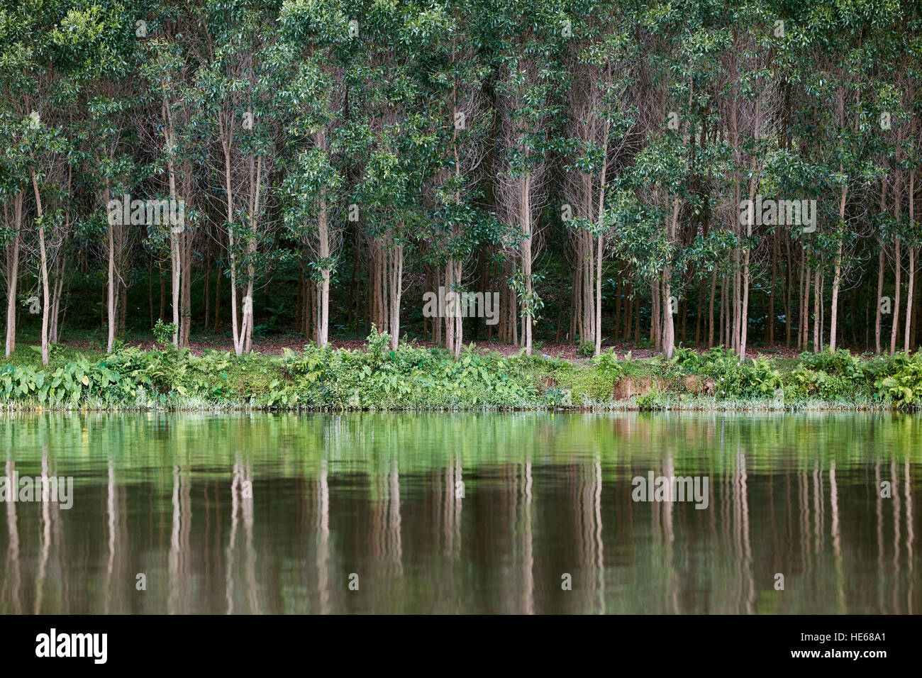 Trees on the bank of Perfume River reflected in water. Hue, Vietnam. Stock Photo
