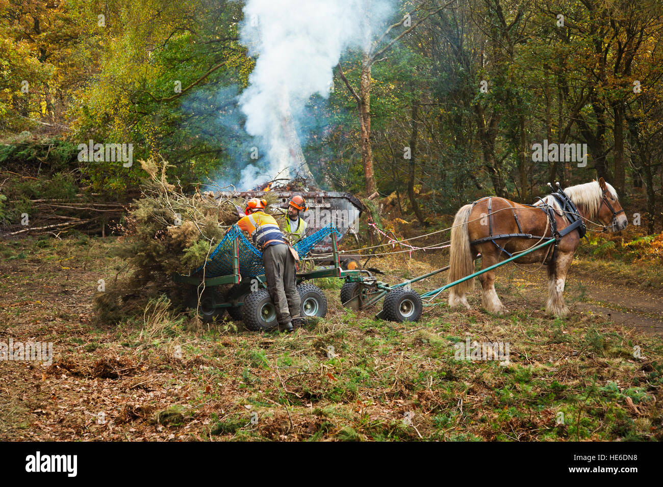 A Horse doing forestry work Stock Photo