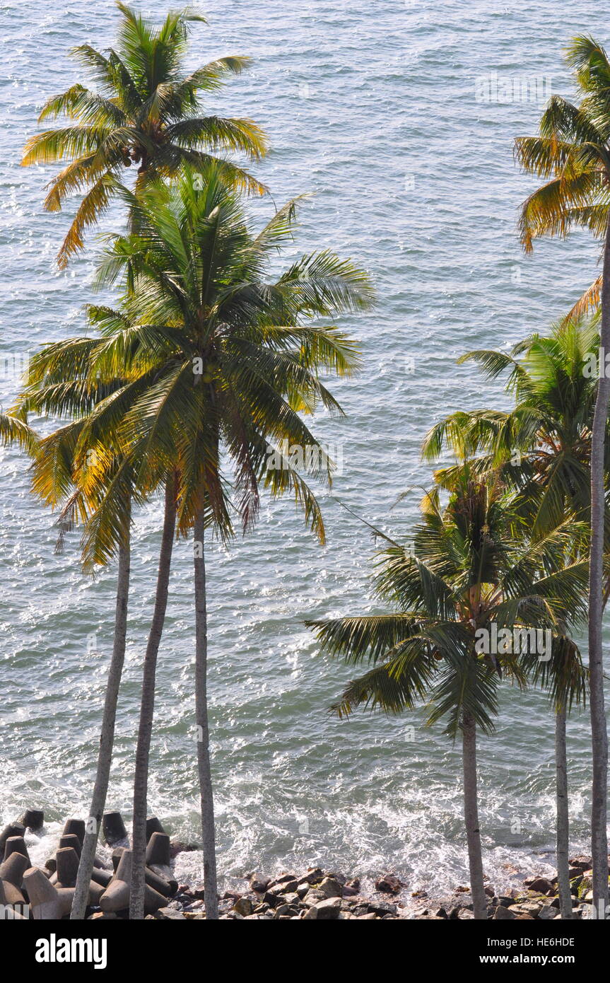 Coconut Palm trees against the ocean Stock Photo