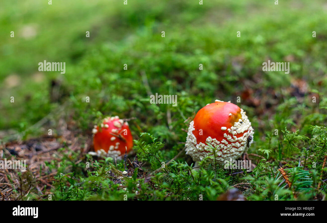 Mushroom - amanita muscaria (fly agaric) Stock Photo