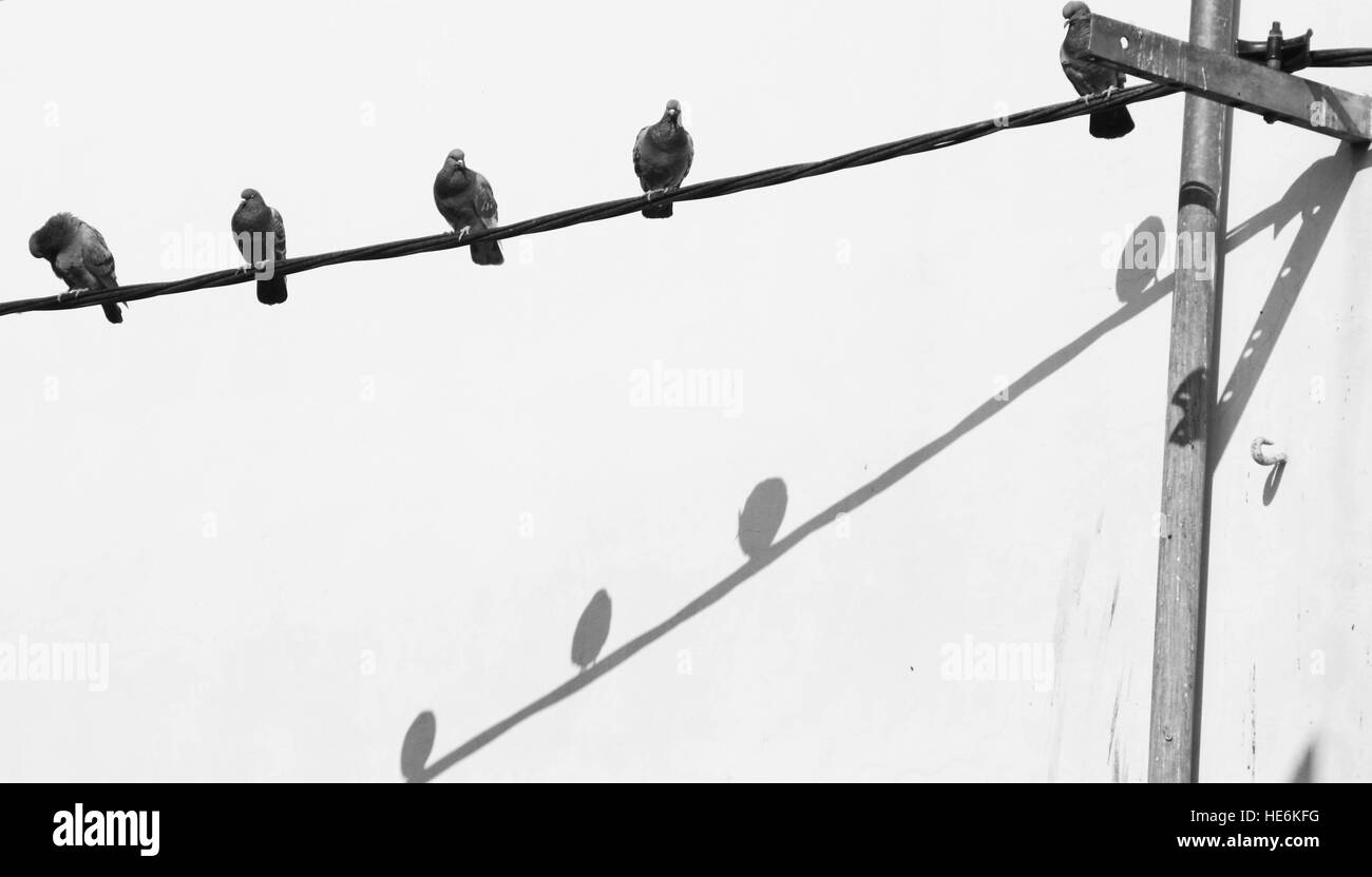 Birds on a wire Stock Photo Alamy