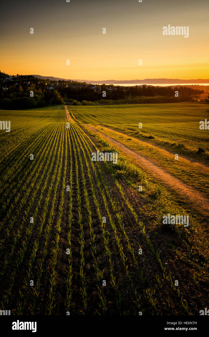 Agricultural fields near Ranheim, sunset time, warm light, Trondheim, Norway. Stock Photo