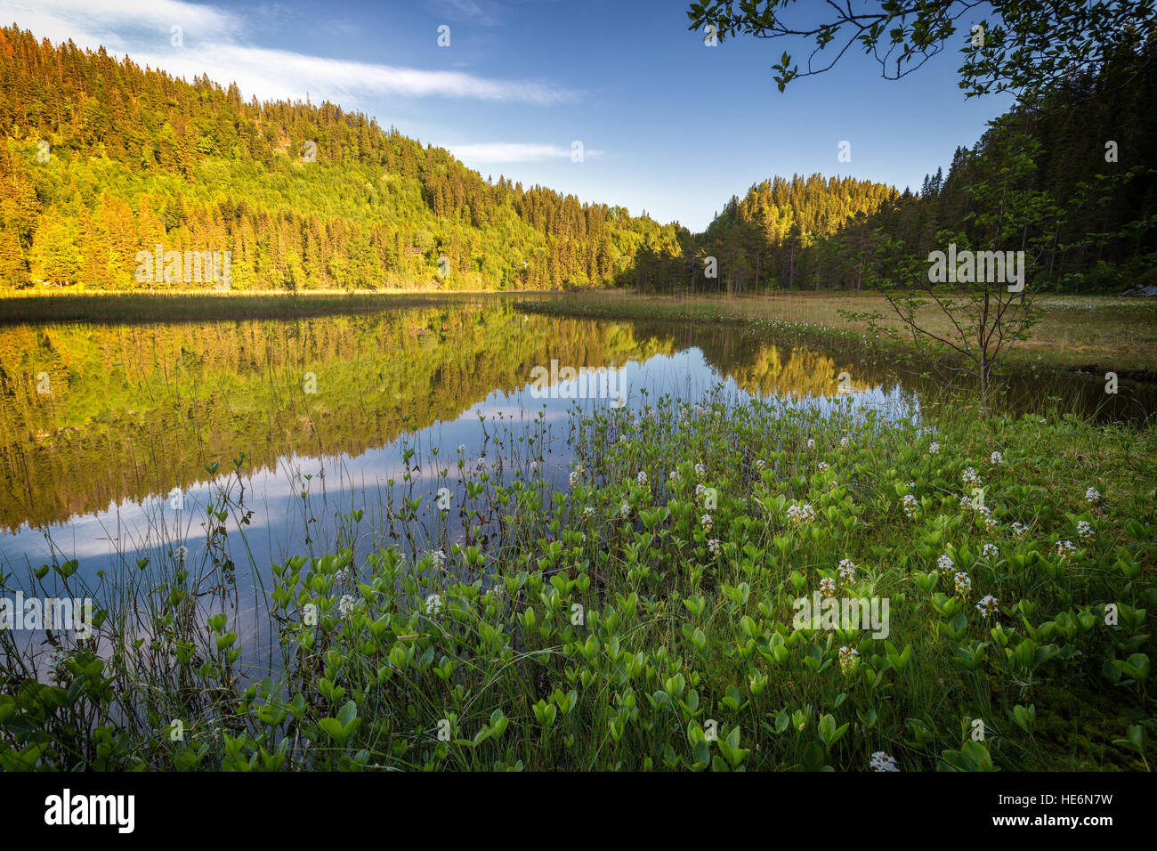 Tjønnstuggu + forest lake near Ranheim, Norway. Stock Photo