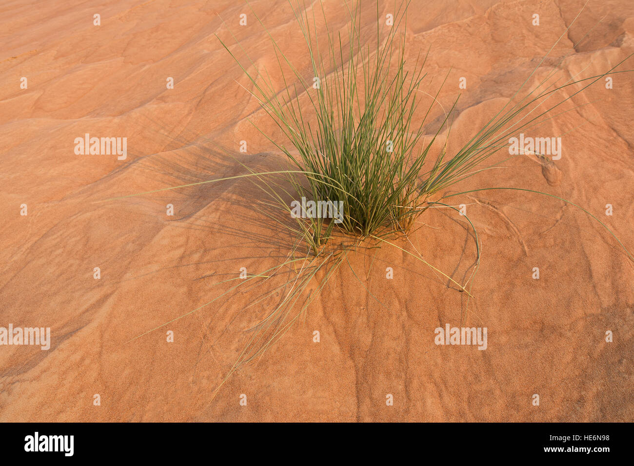 Closeup of sand dunes in Dubai desert at sunset Stock Photo - Alamy