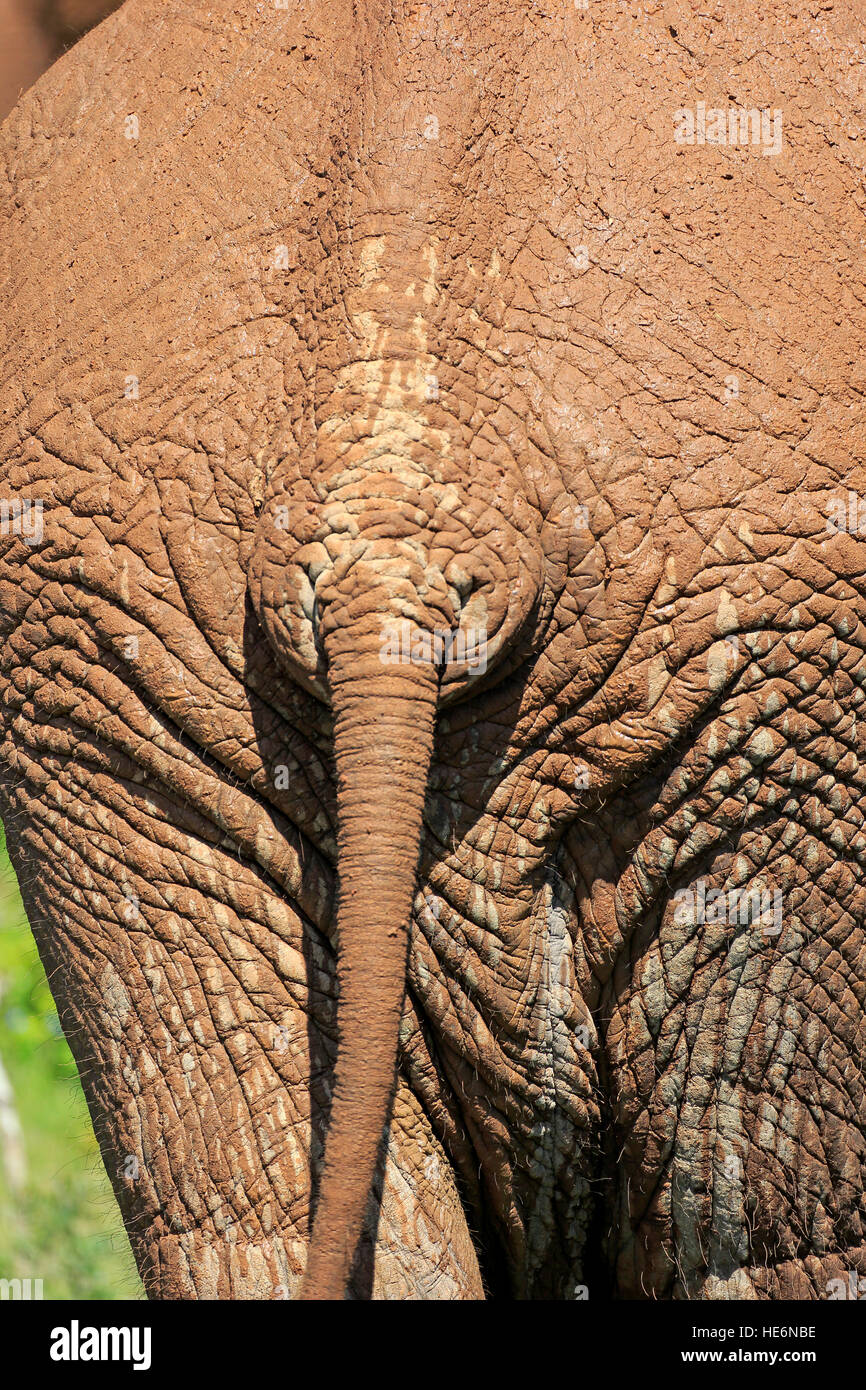 African Elephant, (Loxodonta africana), Addo Elephant Nationalpark, Eastern Cape, South Africa, Africa Stock Photo