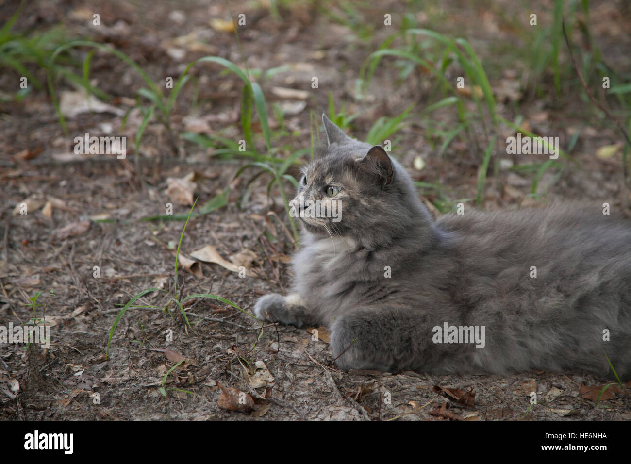 Gray cat lying on the ground Stock Photo - Alamy