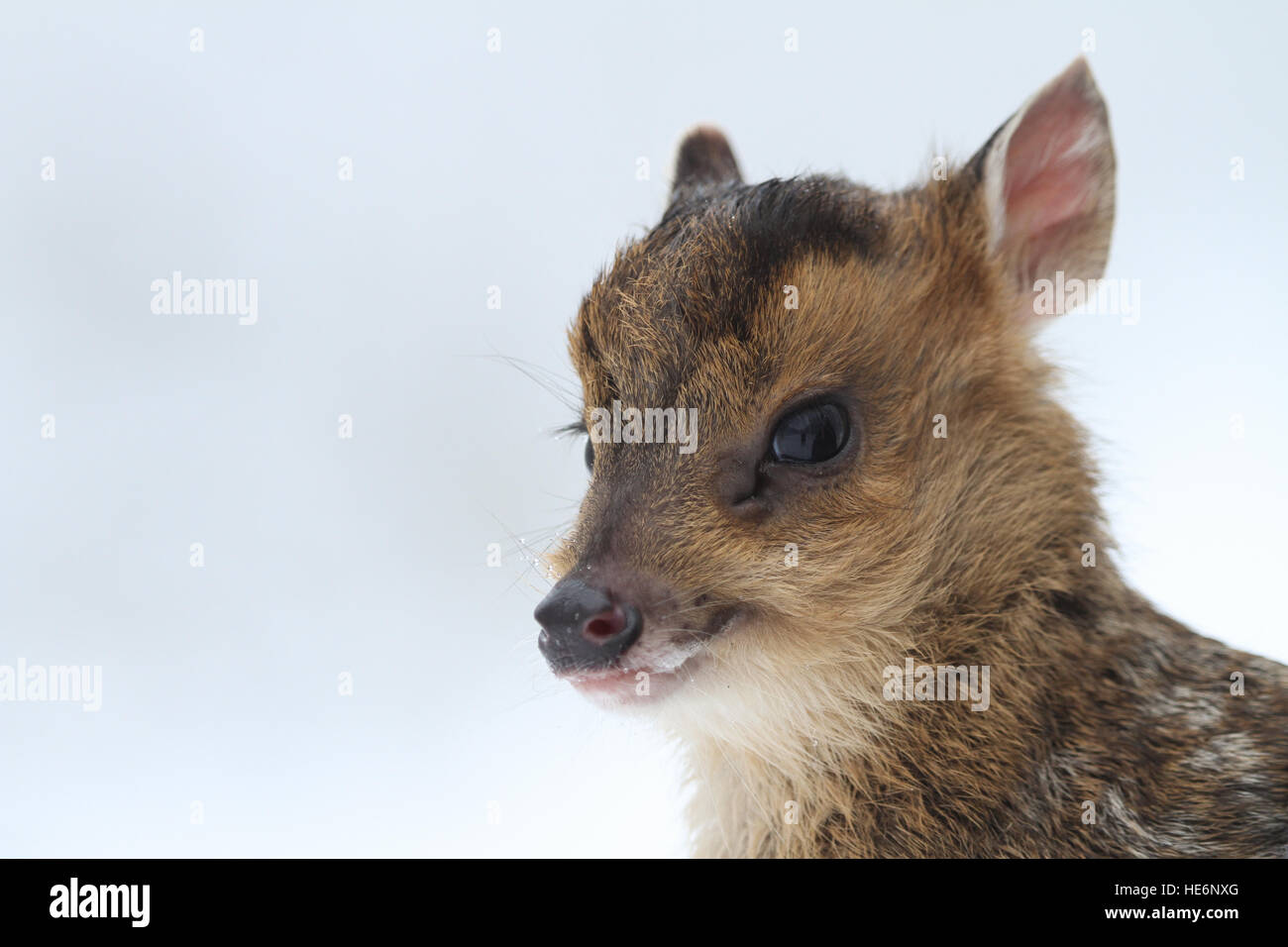A head shot of a baby Muntjac Deer (Muntiacus reevesi). A non-native species born in the snow in winter in England. Stock Photo