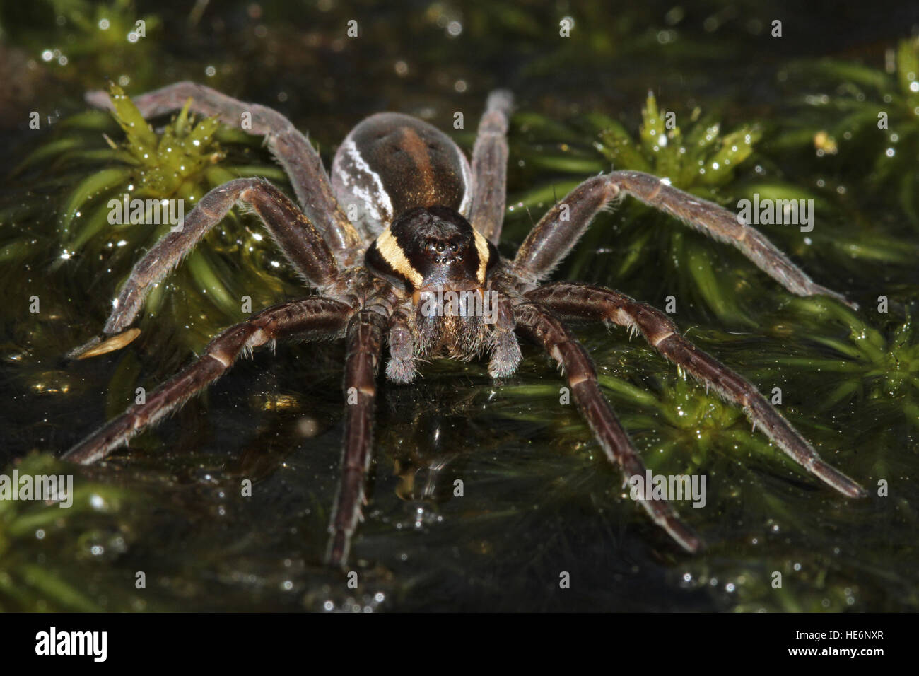 Grey Raft Spiders Raft spider uk hi-res stock photography and images - Alamy