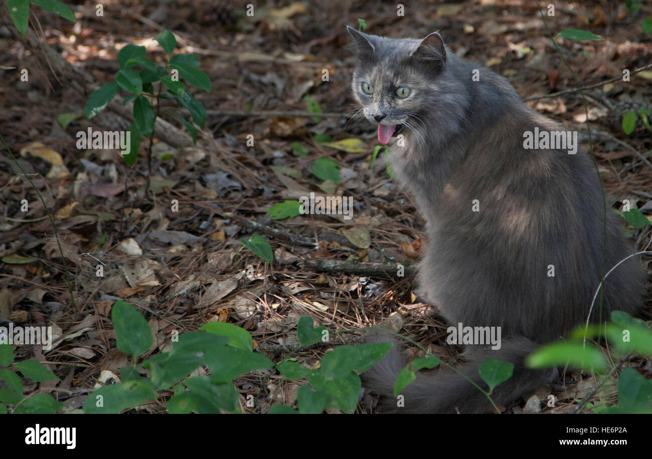 Cat waiting outside Stock Photo - Alamy