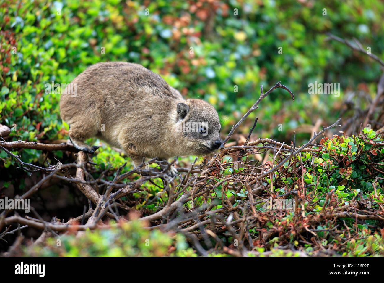 Rock Dassie, (Procavia capensis), young discovering, Betty's Bay, Western Cape, South Africa, Africa Stock Photo