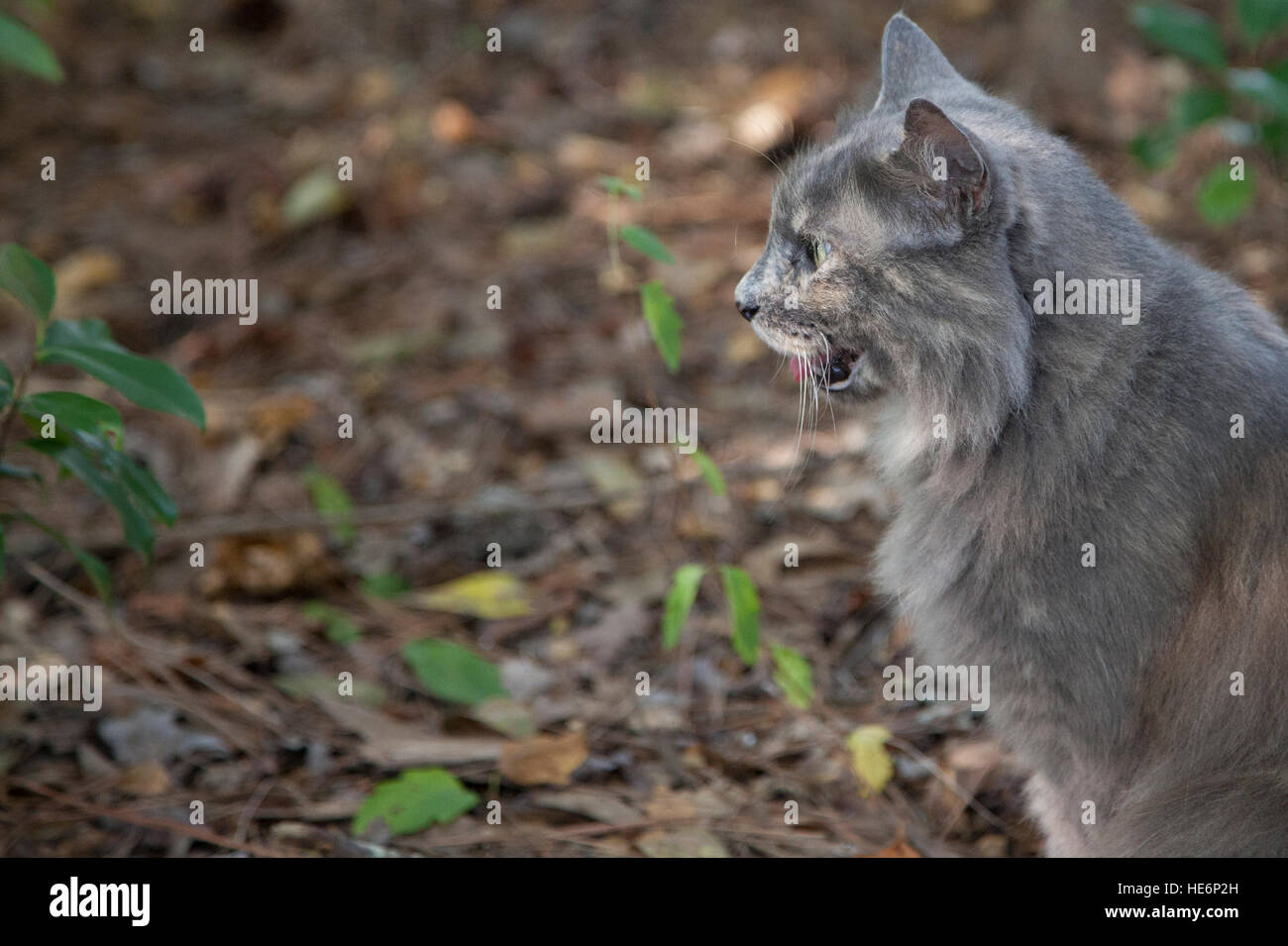 Cat waiting outside Stock Photo - Alamy