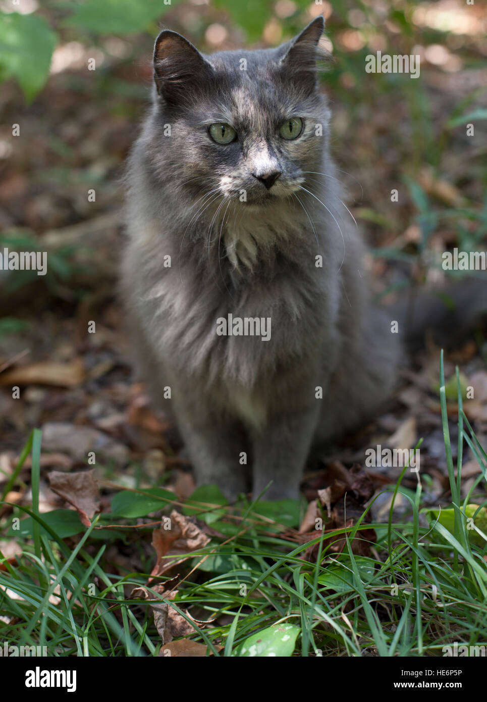 Cat waiting outside Stock Photo - Alamy