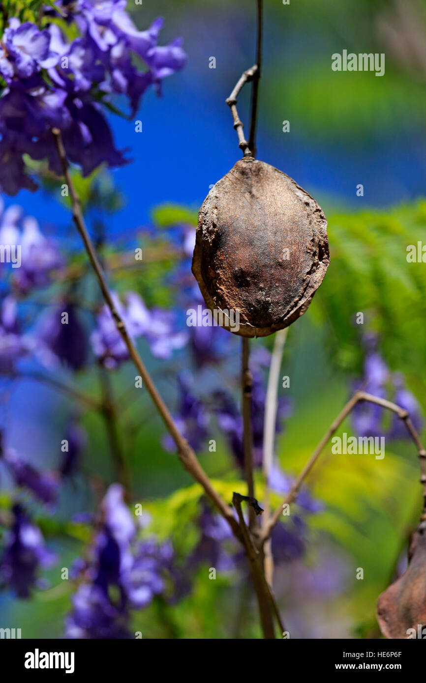 Jacaranda fruit hires stock photography and images Alamy