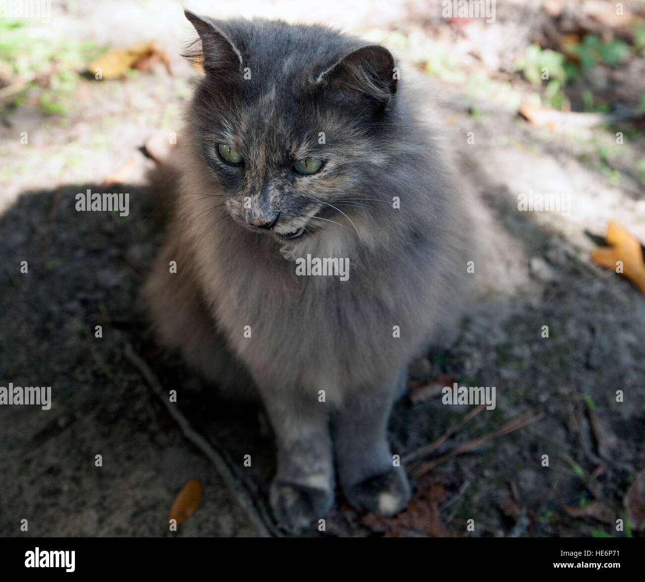 Cat waiting outside Stock Photo - Alamy