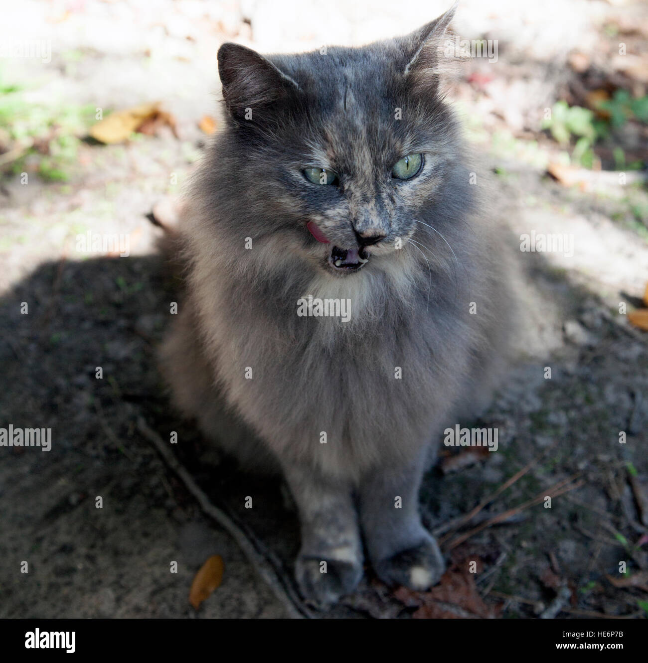 Cat waiting outside Stock Photo - Alamy