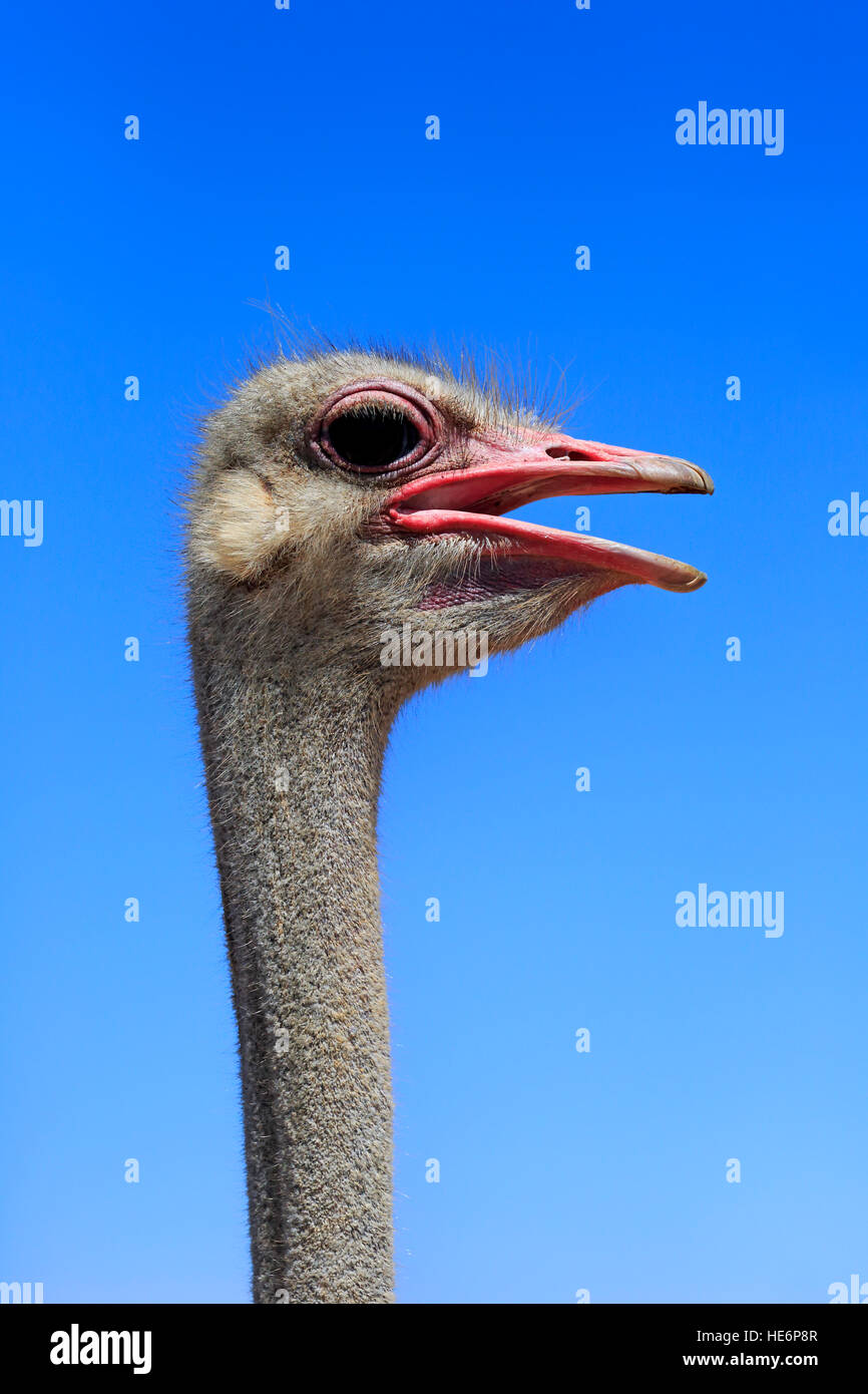 South African Ostrich, (Struthio camelus australis), adult male portrait, Little Karoo, Western Cape, South Africa, Africa Stock Photo