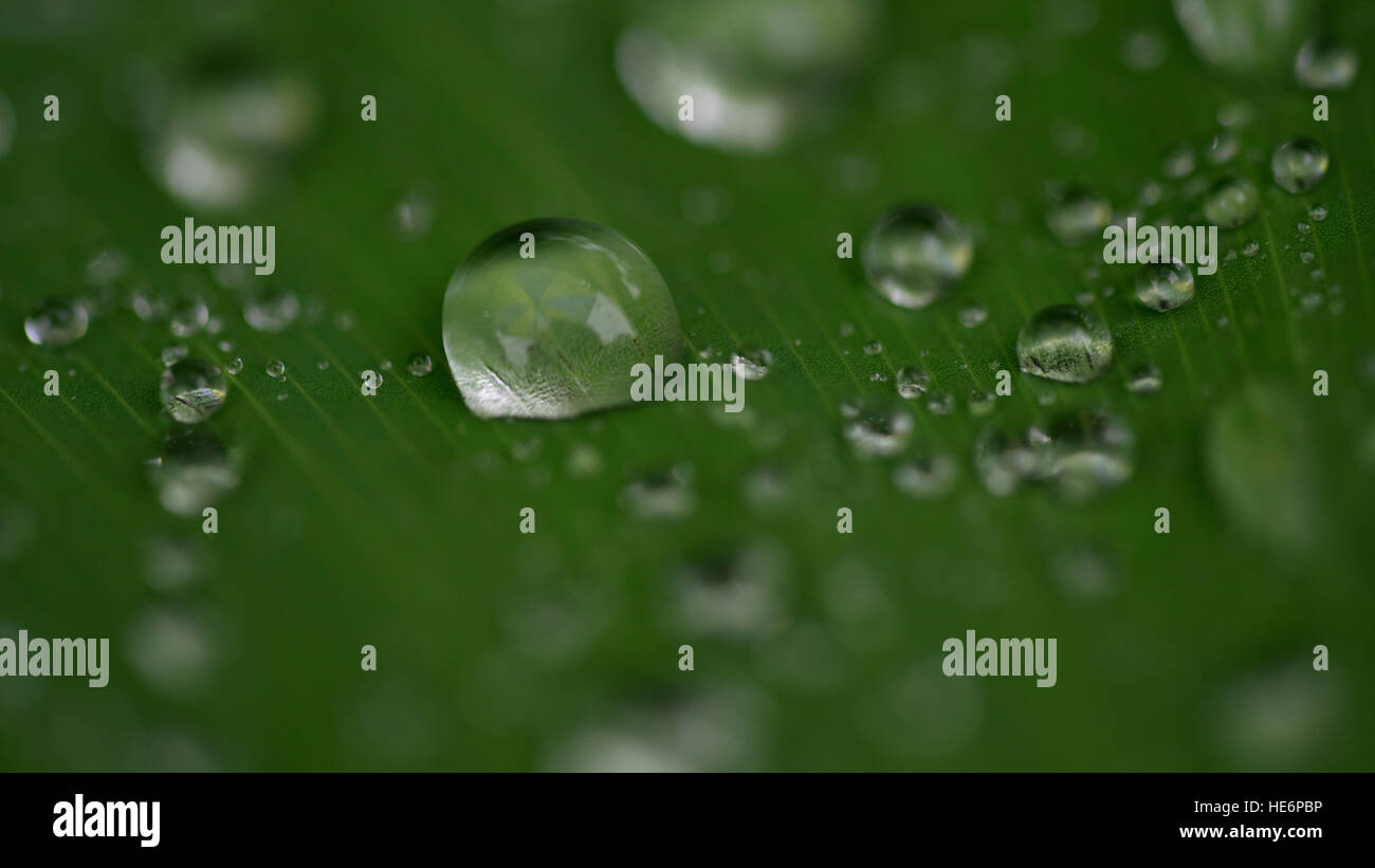 Water droplet closeup on leaf Stock Photo Alamy