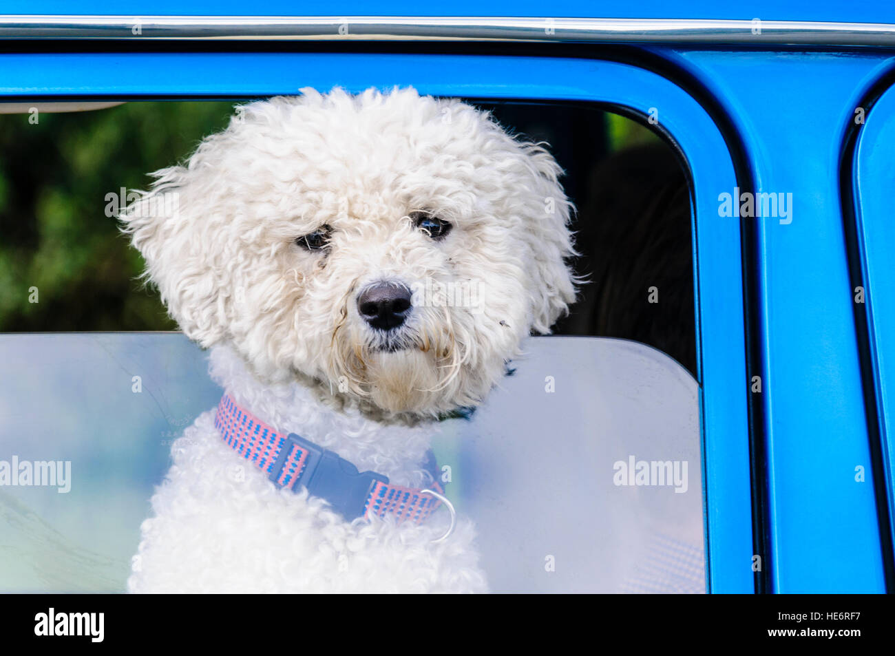 A cute bichon frise dog pokes his head through a car window. Stock Photo