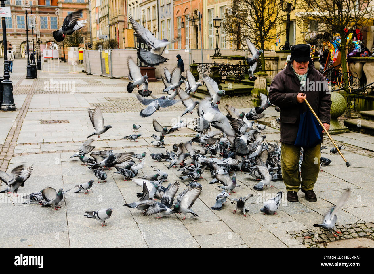 Pigeons fly around an elderly man as he walks along Dlugi Targ, Gdansk Stock Photo