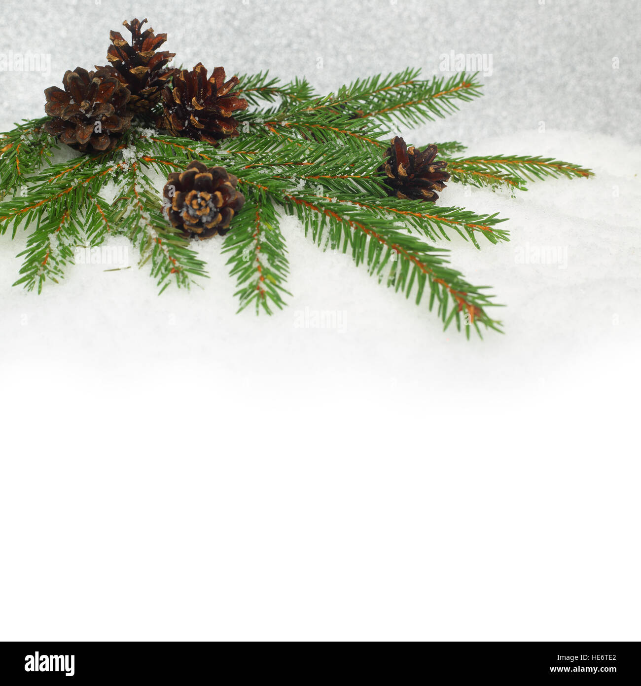 Pine cones and fir branch on snow background with copyspace Stock Photo ...