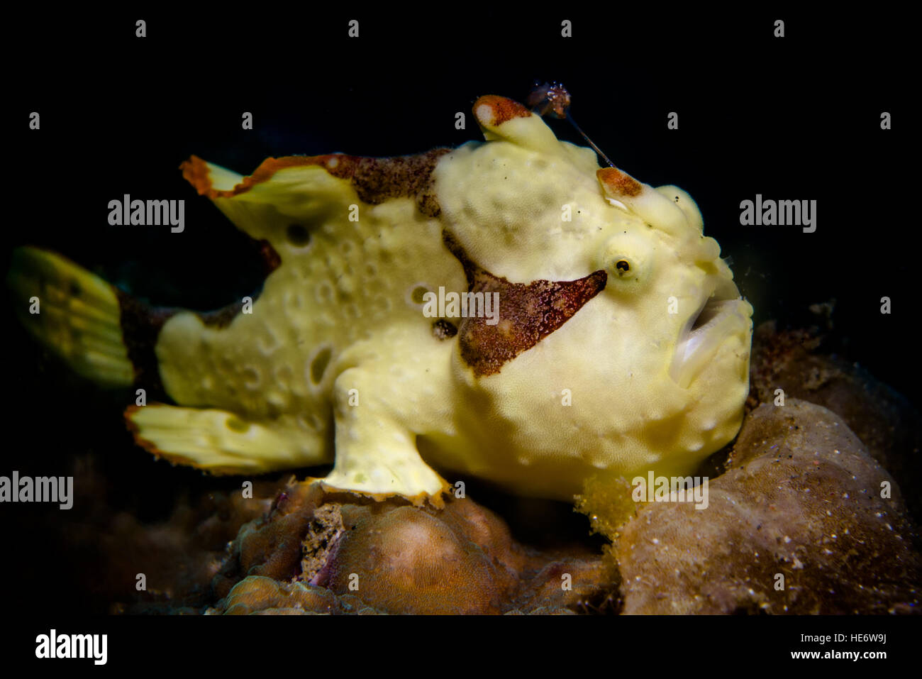 Yellow Warty Frogfish/Anglerfish in Lembeh Strait / Indonesia with black background Stock Photo