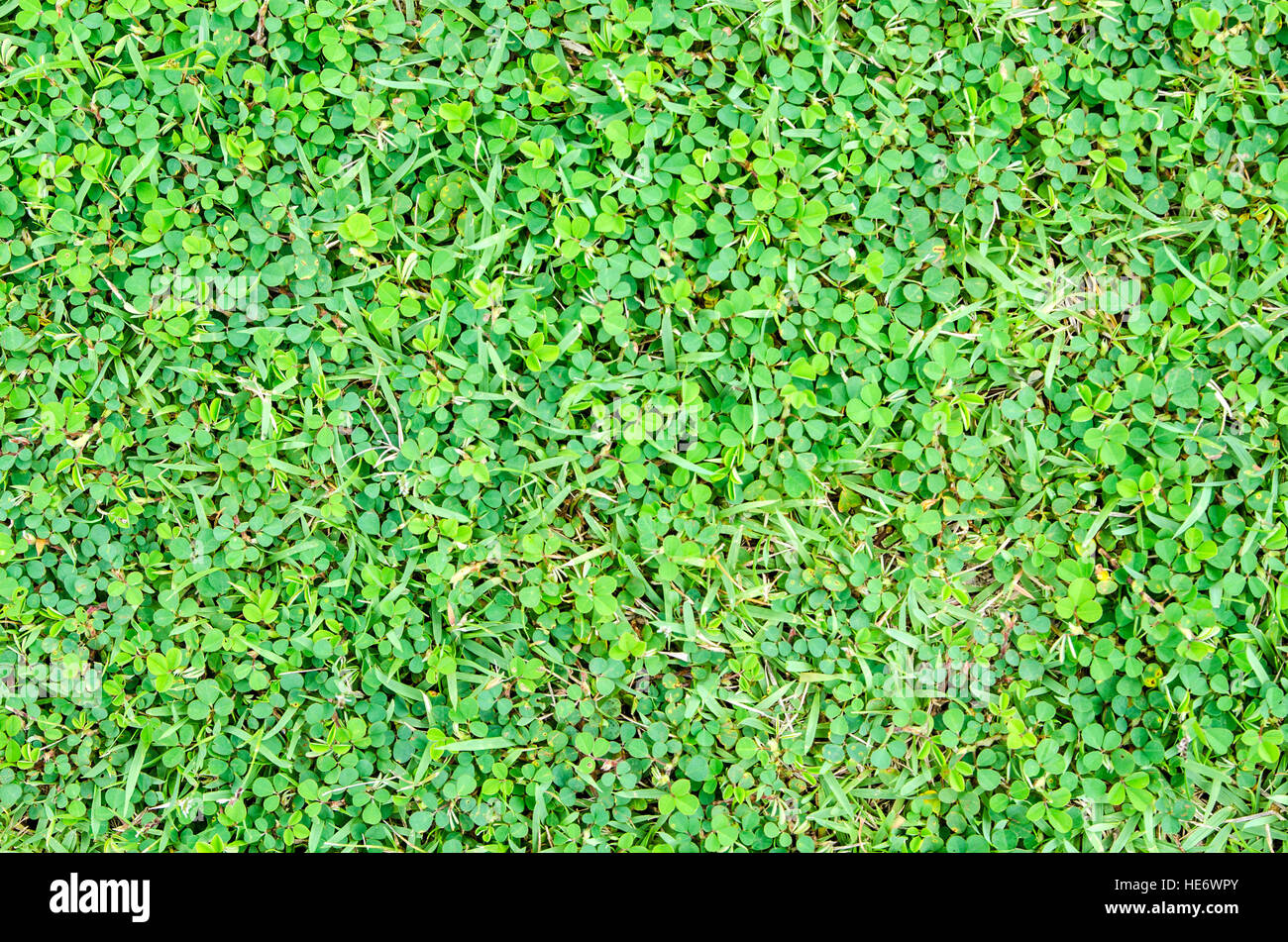 Green grass background hi-res stock photography and images - Alamy