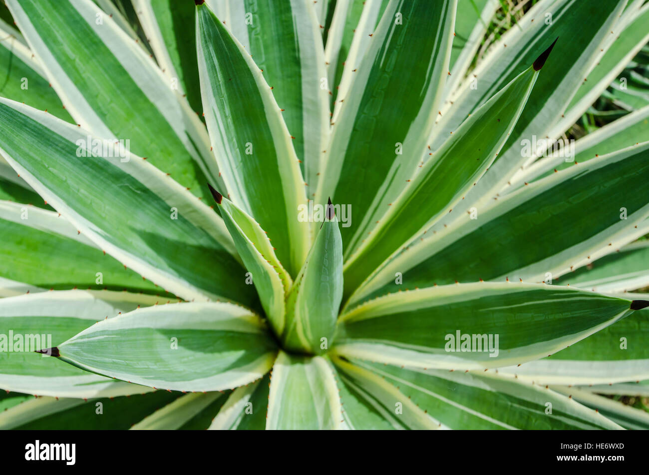 Agave tequilana in garden Stock Photo