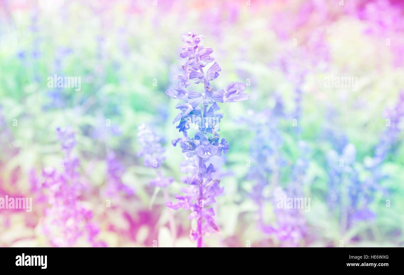 beautiful flowers with color filters Stock Photo - Alamy