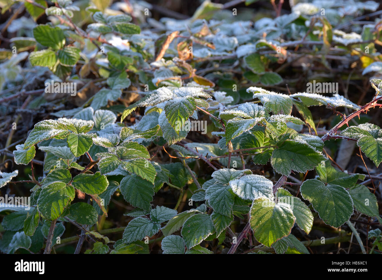 frost on the plants in the icy winter mornings Stock Photo