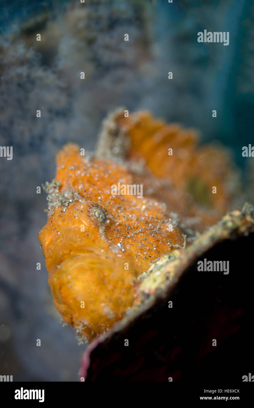 Frogfish in the Lembeh Strait / Indonesia Stock Photo