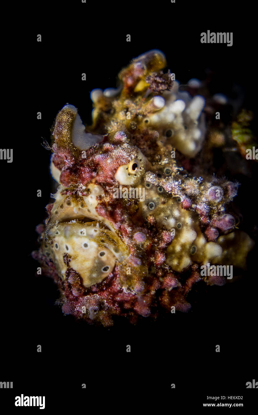 Warty Frogfish portrait (Antennarius maculatus) in the Lembeh Strait / Indonesia Stock Photo