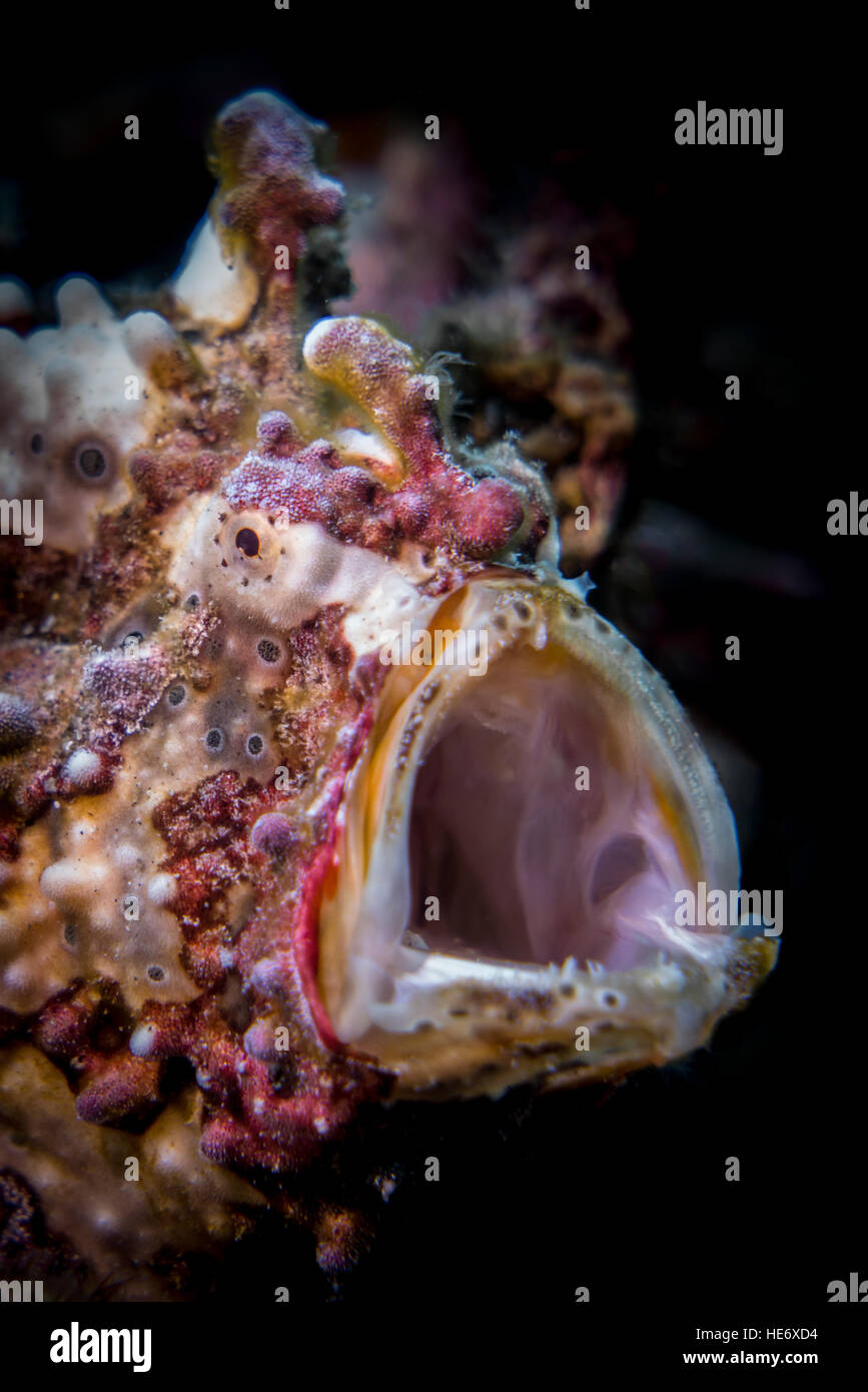 Warty Frogfish (Antennarius maculatus) yawning - Frogfish often yawn to stretch the mouth Stock Photo