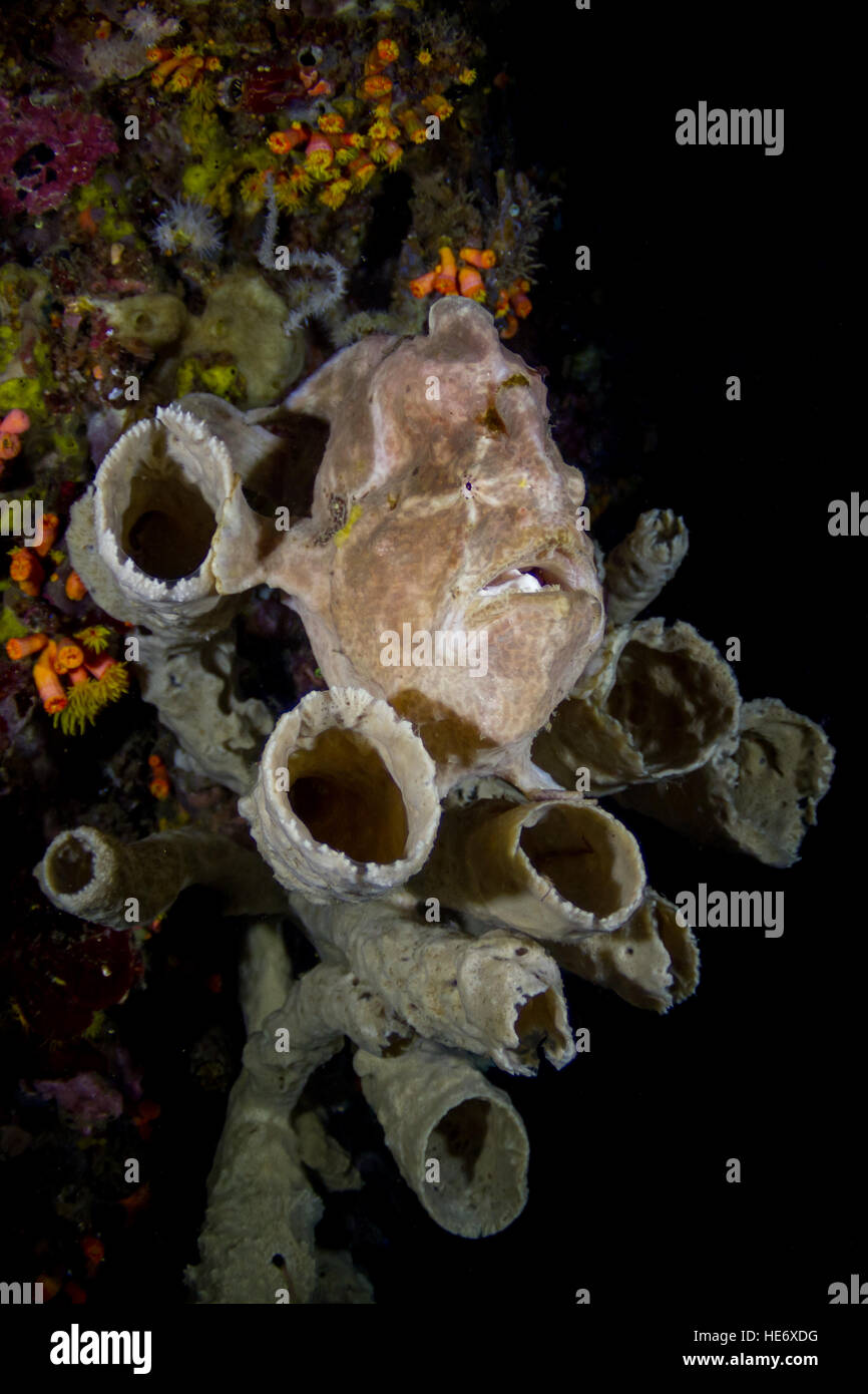 Giant frogfish (Antennarius commerson) resting in sponge on a wall in the Lembeh Strait / Indonesia Stock Photo