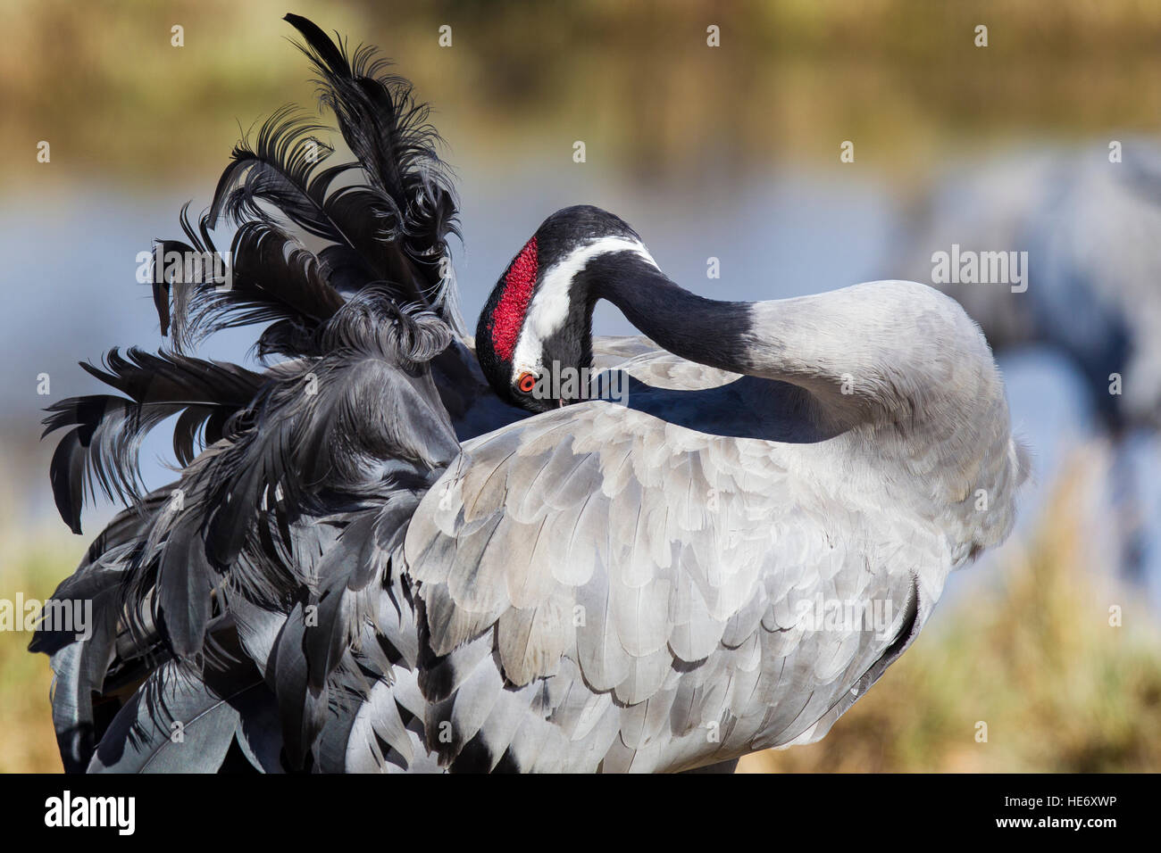 Crane, Grus grus, Kranich, Hornborga, Sweden, preening tail feathers Stock Photo