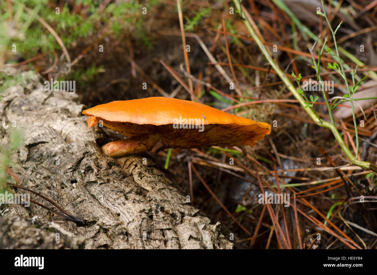 Gymnopilus suberis, Mediterranean fungus, growing on Cork oak, Spain. Stock Photo