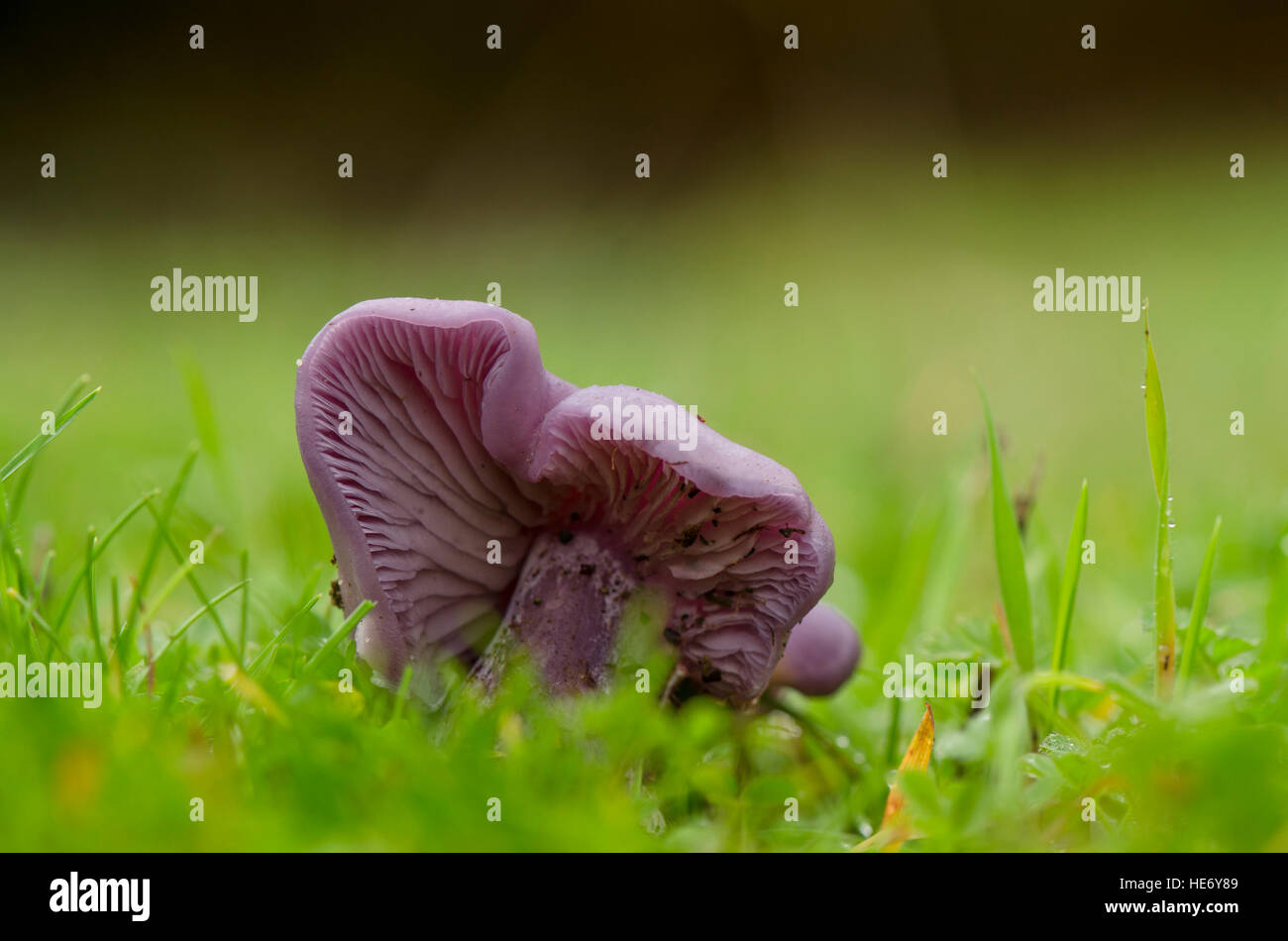 Wood blewit, edible mushroom growing in grass field. Spain. Stock Photo