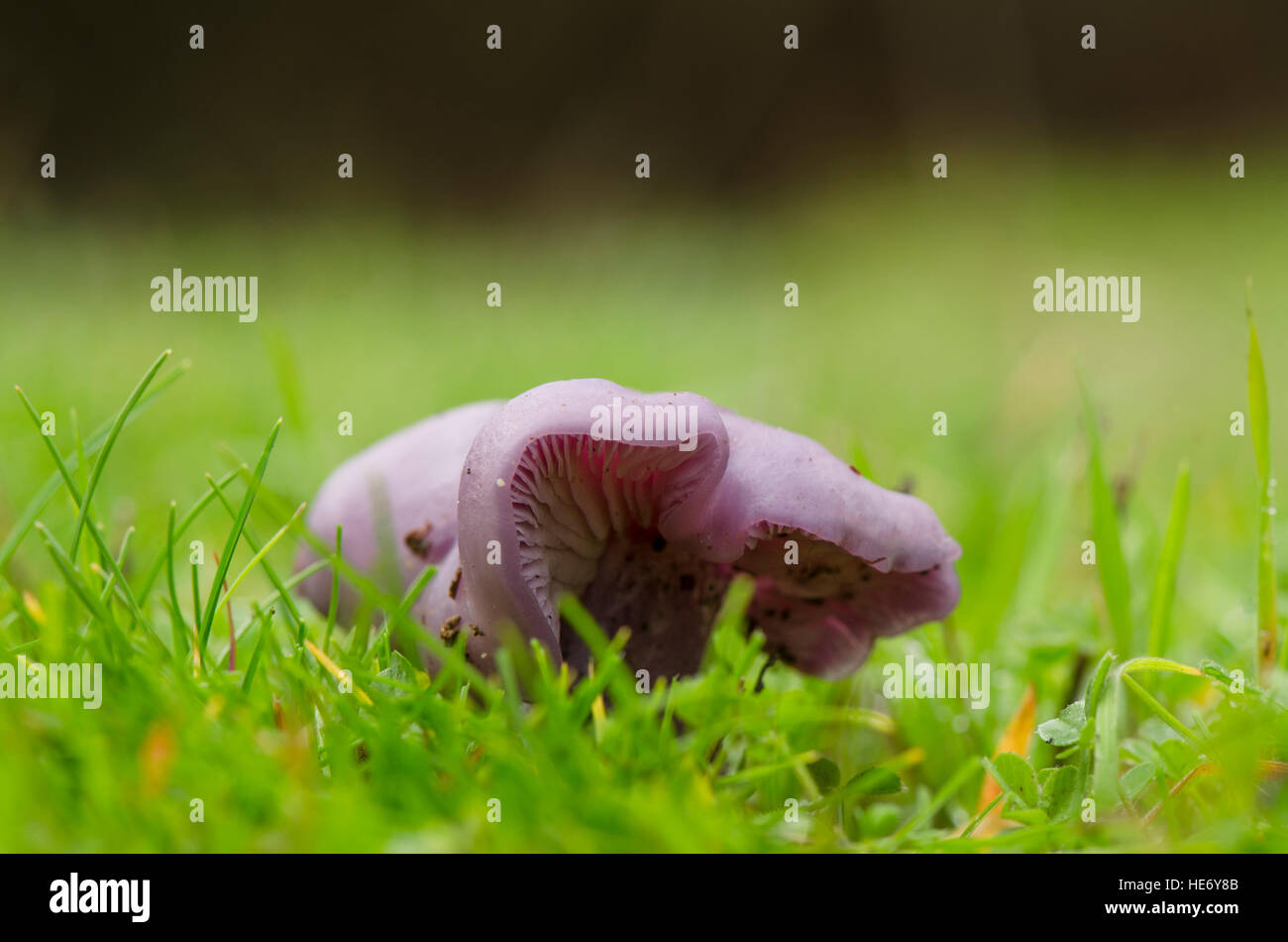 Wood blewit, edible mushroom growing in grass field. Spain. Stock Photo