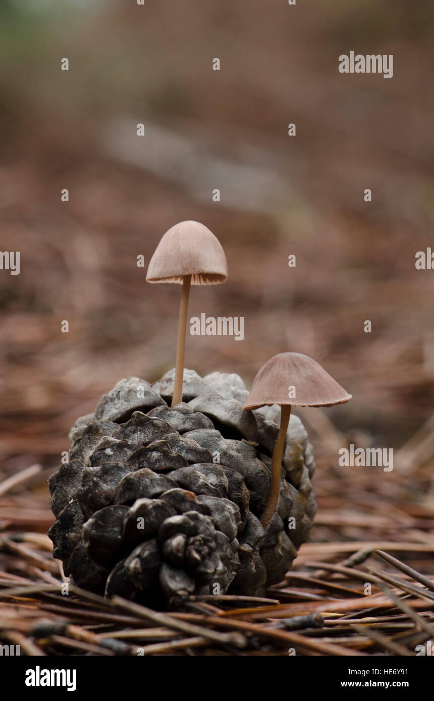 Pine cone mushrooms hires stock photography and images Alamy