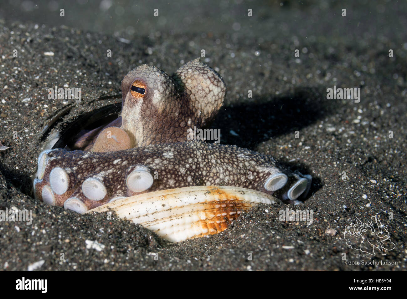 Coconut Octopus with shells resting in sand in the LEMBEH STRAIT Stock Photo