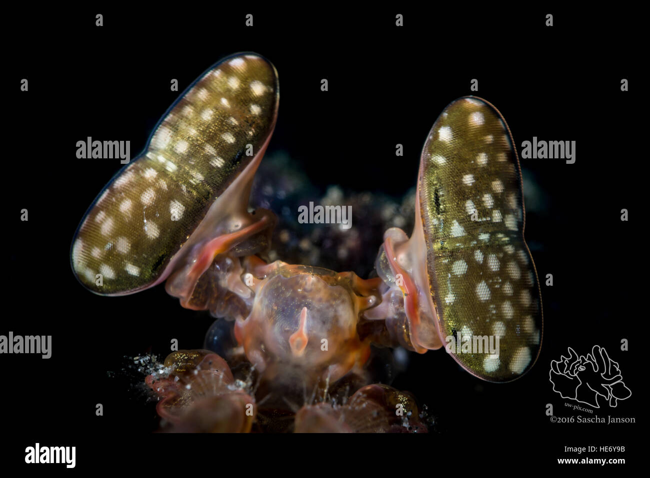 Giant Mantis Shrimp (Lysiosquillina maculata) eyes in Lembeh Strait / Indonesia Stock Photo