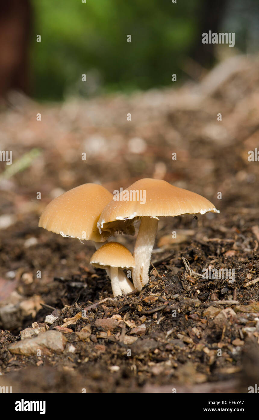 Psathyrella candolleana, Pale Brittlestem, wild Mushrooms, mushroom