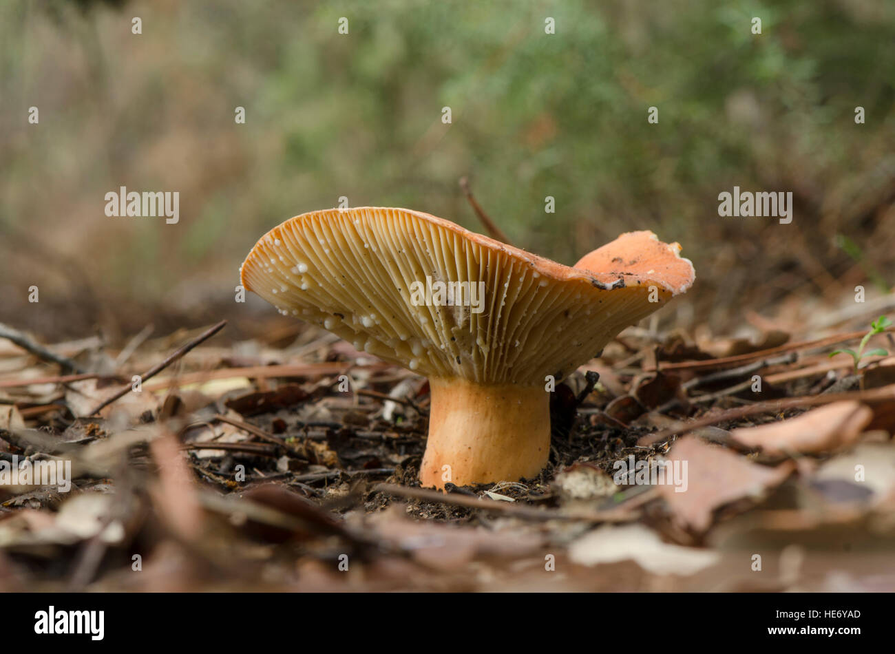 Lactarius rugatus, wild mushrooms, mushroom, in forest, Spain Stock Photo
