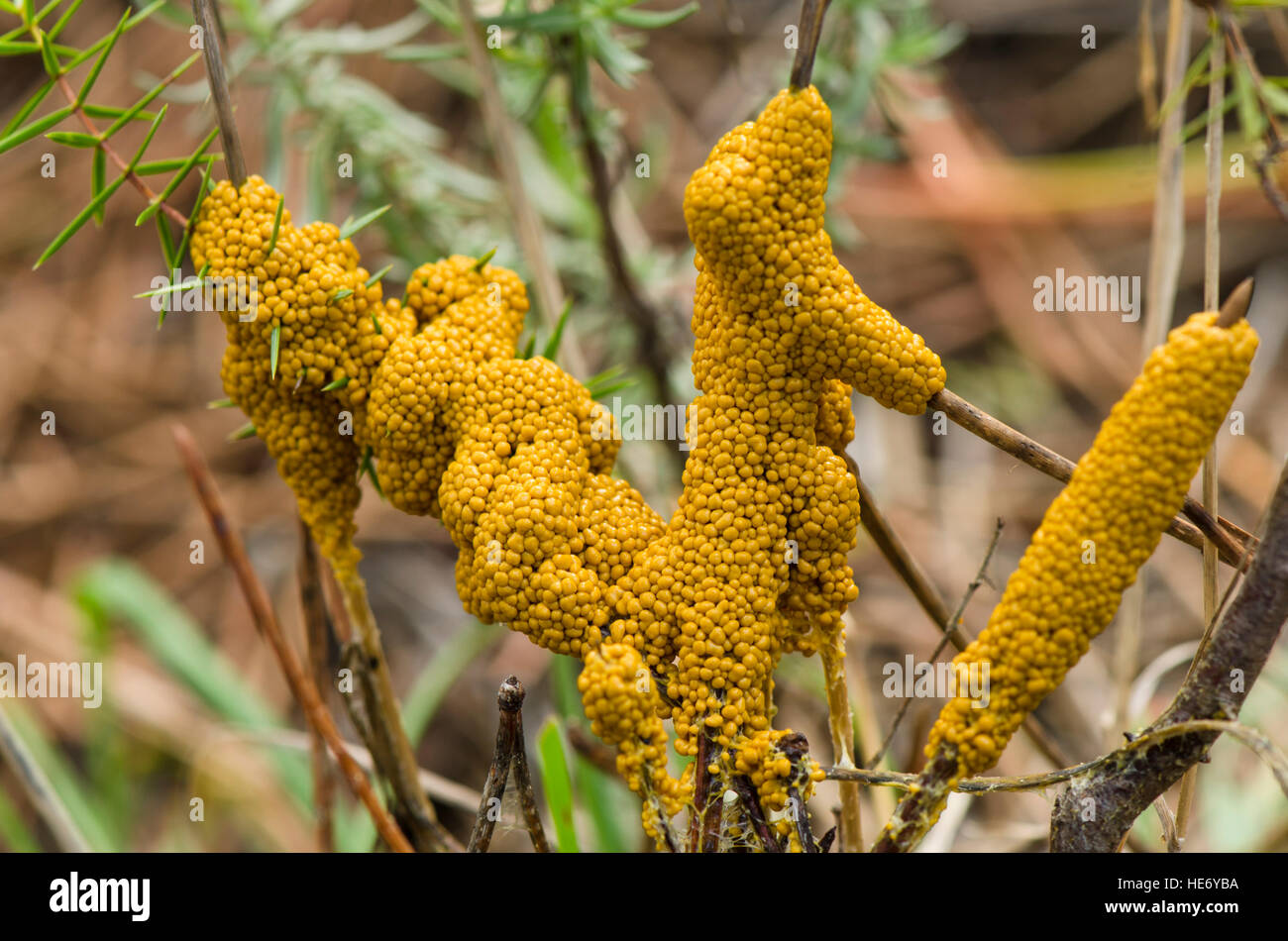 Leocarpus fragilis, Slime Mould mold, Spain. Stock Photo