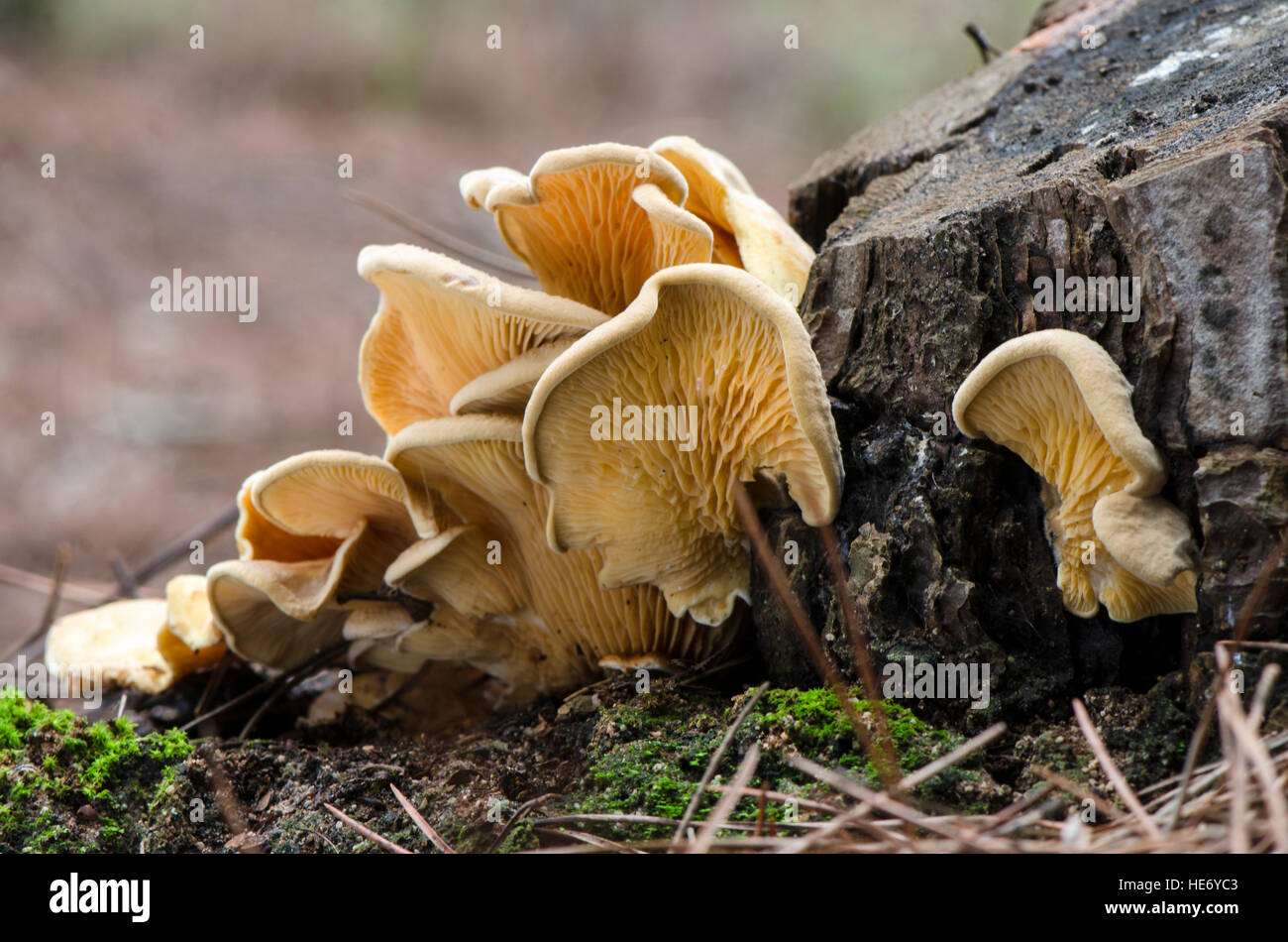 Pleurotus sp on tree, gilled mushroom, mushrooms, at foot of tree, Spain. Stock Photo
