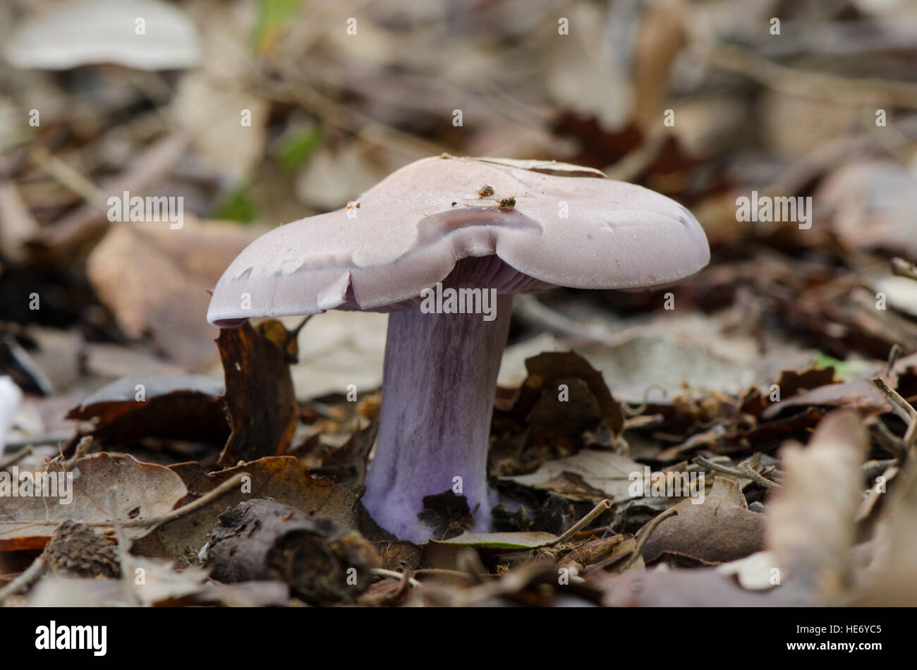 Wood blewit, edible mushroom growing in forest. Spain. Stock Photo