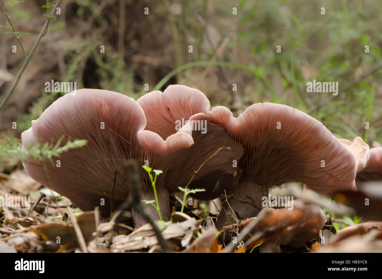 Wood blewit, edible mushroom growing in forest, Spain Stock Photo Alamy