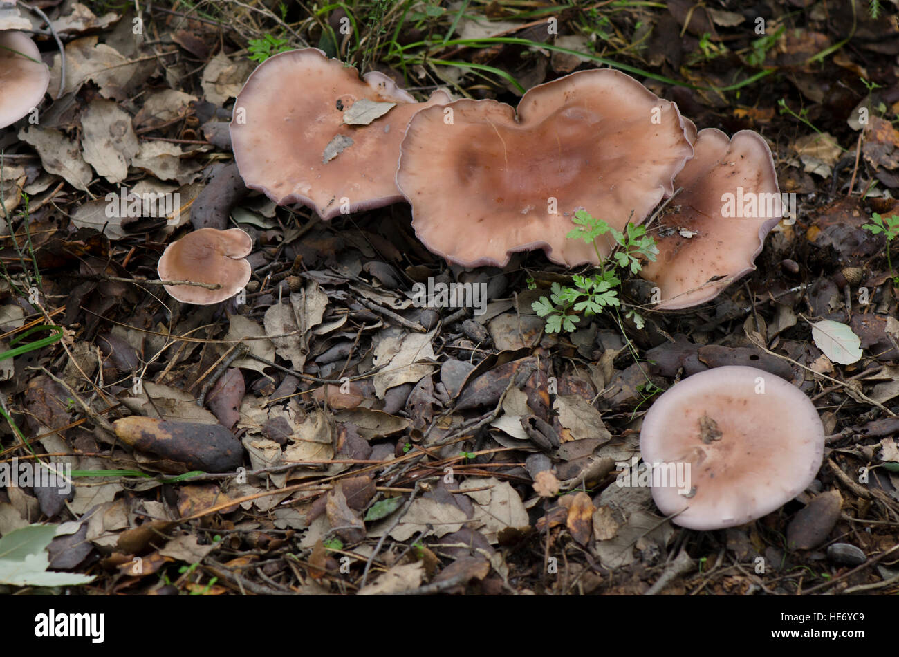 Wood blewit, Lepista nuda, Wood Blewit edible mushroom growing in forest, Spain. Stock Photo