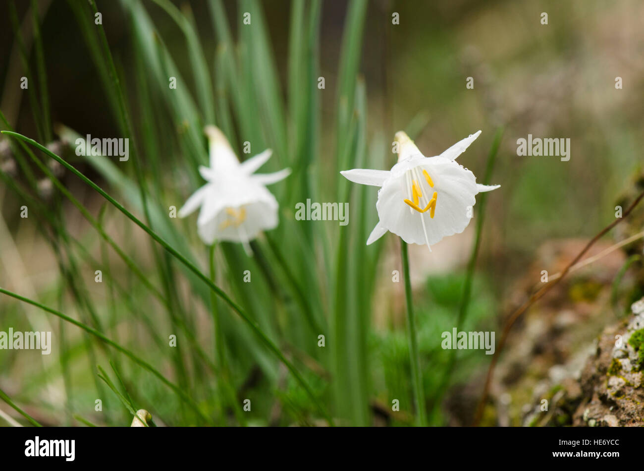Narcissus cantabricus,White Hooped-Petticoat, flowering in winter in Andalusia, Spain. Stock Photo